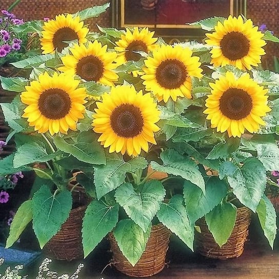 Słonecznik Ozdobny Karłowy BAMBINO do domu i na balkon (Helianthus Annuus) DobreNasiona.pl