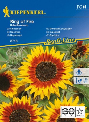 Słonecznik zwyczajny Ring of Fire Helianthus annuus KIEPENKERL