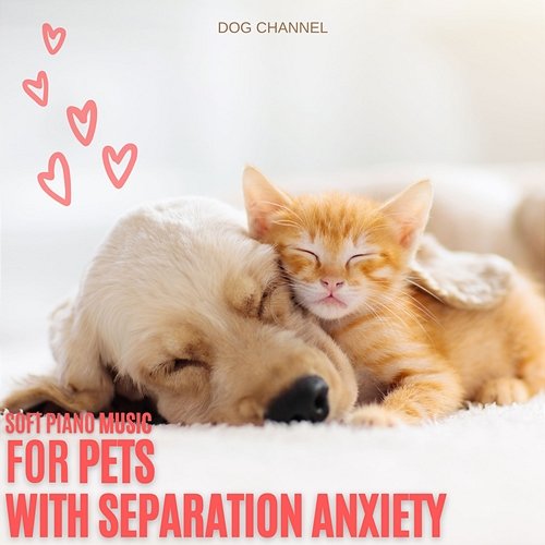 Soft Piano Music for Pets with Seperation Anxiety Dog Channel