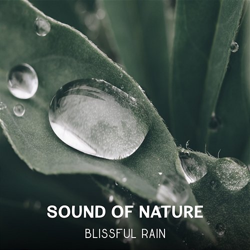 Sound of Nature: Blissful Rain - Deep Regeneration, Spirit of Harmony, Connect with Nature, Natural Sleep Aid and Total Relaxation, Reduce Stress Restful Music Consort