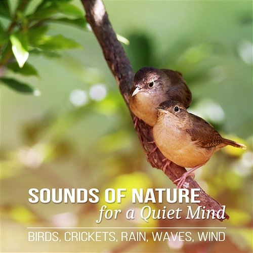 Sounds of Nature for a Quiet Mind: Peaceful Music for Relaxation with Birds, Crickets, Rain, Waves, Wind Natural Sounds Music Academy