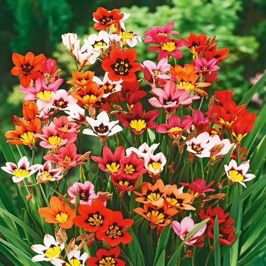 Sparaxis Sparaksis Mix 20 szt cebulki kwiatów BENEX