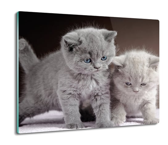 splashback z grafiką Małe koty brytyjskie 60x52, ArtprintCave ArtPrintCave