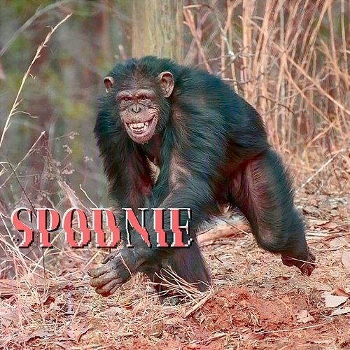 spodnie maliny