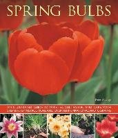 Spring Bulbs Mchoy Peter