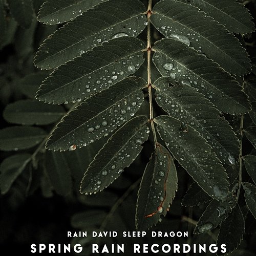 Spring Rain Recordings Rain David Sleep Dragon