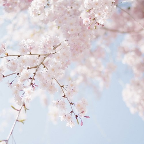 spring with cherry blossoms Pring