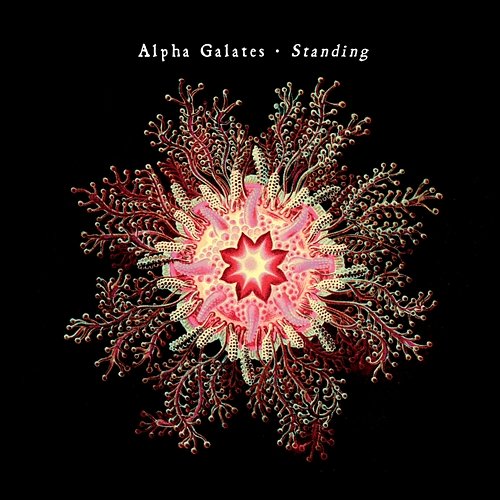 Standing Alpha Galates