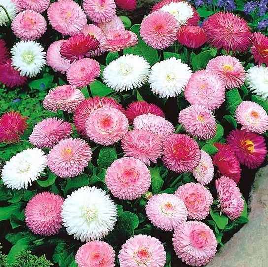 STOKROTKA PEŁNA MIX KOLORÓW (BELLIS PERENNIS) NASIONA 300 sztuk Toraf