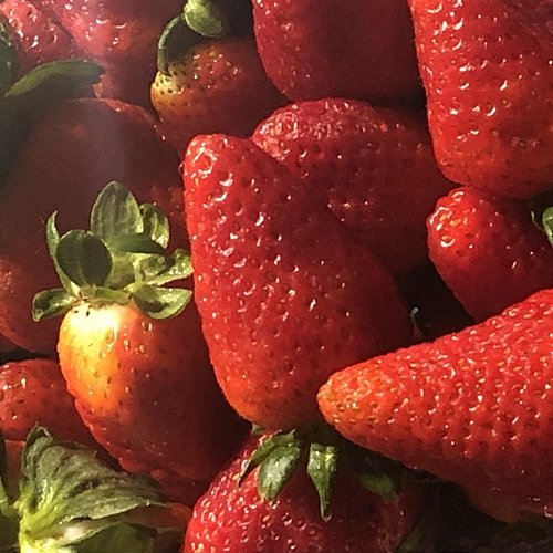 Strawberries Damien Rose