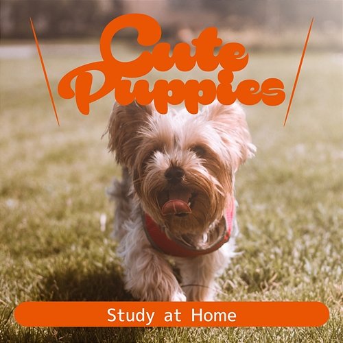 Study at Home Cute Puppies