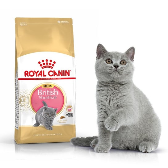 Sucha karma dla kota, Royal Canin Kitten British Shorthair 400g Royal Canin
