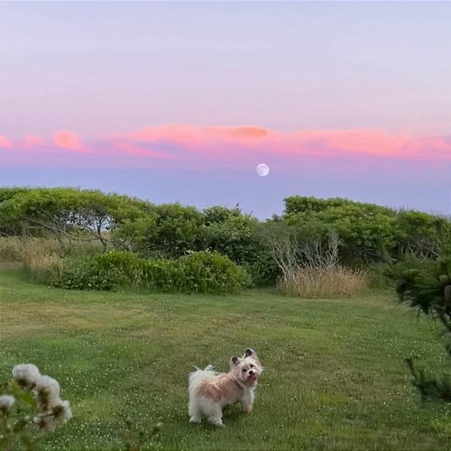 Summer Dog Lulu Simon