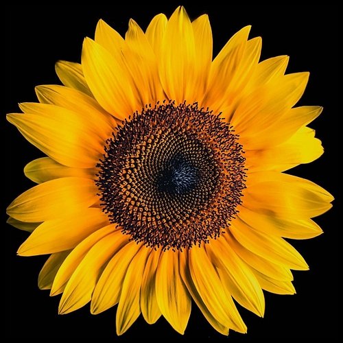 Sunflower Rachel Sandy