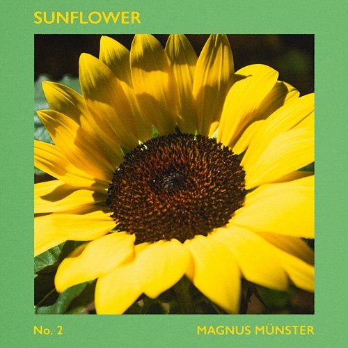 Sunflower Magnus Münster