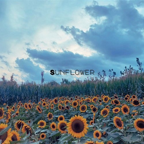 Sunflower Vincenzo Crimaco