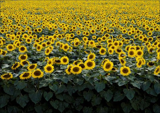 Sunflowers in a Wisconsin field., Carol Highsmith - plakat 29,7x21 cm Galeria Plakatu