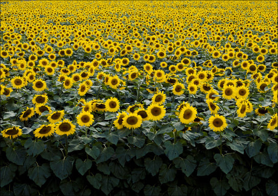 Sunflowers in a Wisconsin field., Carol Highsmith - plakat 59,4x42 cm Galeria Plakatu