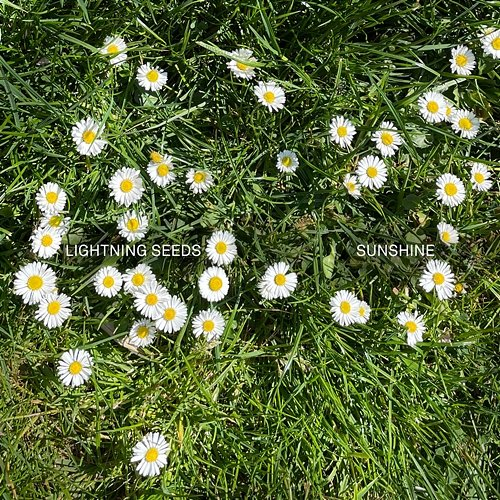 Sunshine Lightning Seeds