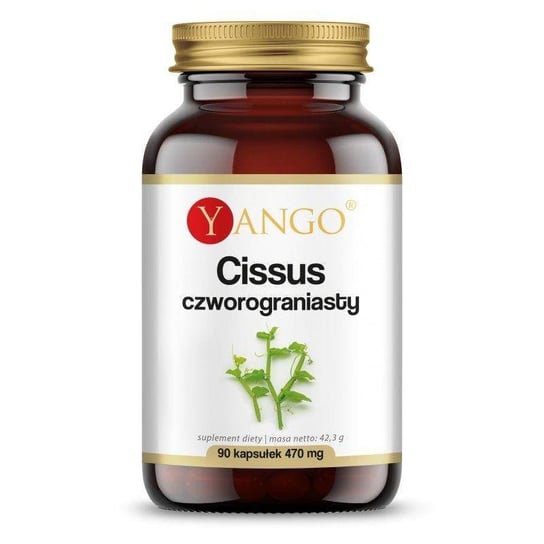 Suplement diety, Cissus Czworograniasty - ekstrakt 10:1 (90 kaps.) Yango