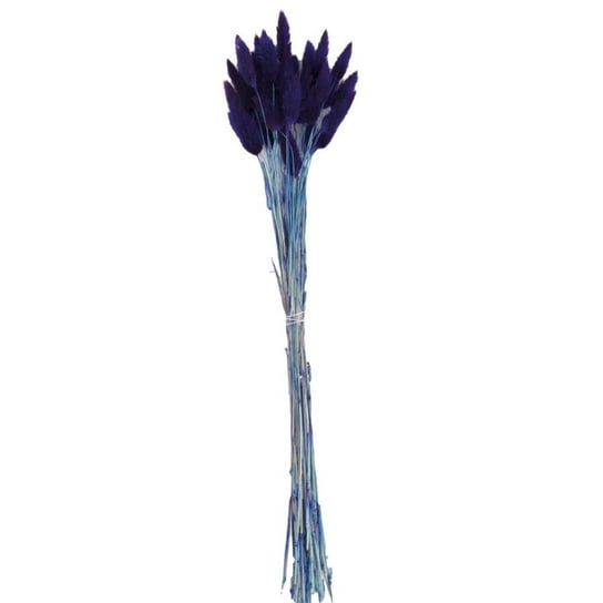 Suszony lagurus dmuszek niebieski 45-50cm Decohome