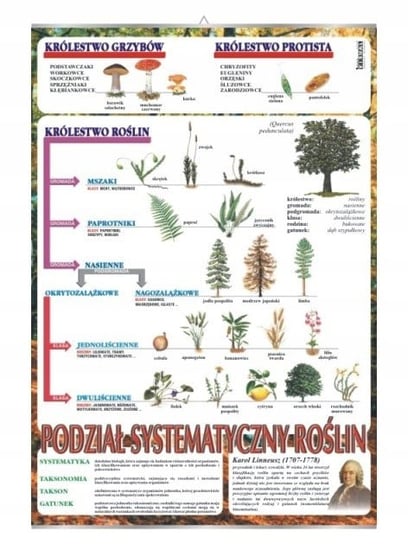 Systematyka roślin botanika plansza plakat VISUAL System