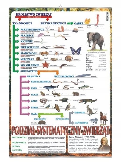 Systematyka zwierząt zoologia plansza plakat VISUAL System