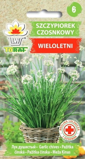 Szczypiorek czosnkowy Allium tuberosum L. Toraf