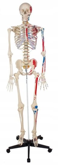 Szkielet człowieka 181 cm - model z mięśniami PHU Lewandowski