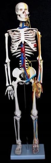 Szkielet człowieka 85 cm z nerwami i arteriami PHU Lewandowski