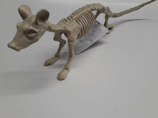 Szkielet Szczura 20Cm Guirca