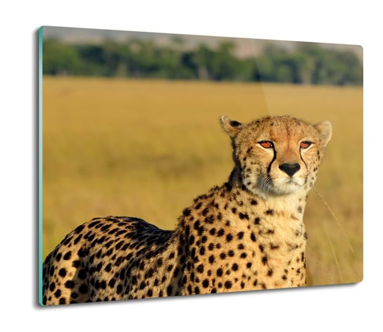 szklana deska splashback druk Gepard natura 60x52, ArtprintCave ArtPrintCave