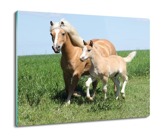 szklana ochrona na indukcję Koń źrebak trawa 60x52, ArtprintCave ArtPrintCave