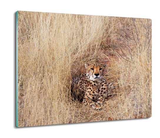 szklana osłona do kuchenki Gepard kot trawa 60x52, ArtprintCave ArtPrintCave