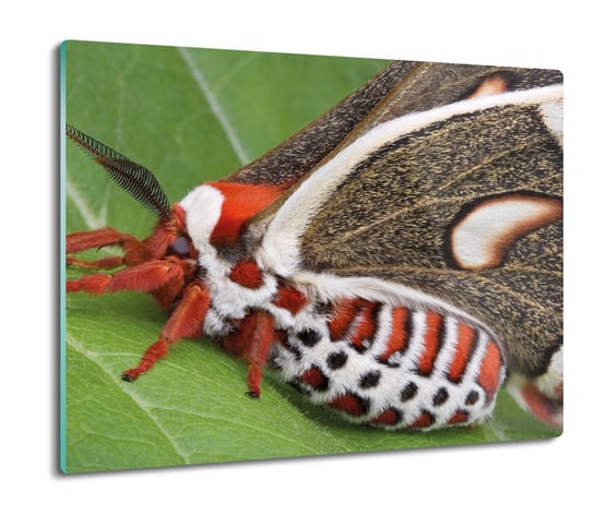 szklana osłona kuchenna Czerwony motyl owad 60x52, ArtprintCave ArtPrintCave