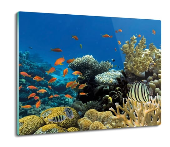 szklana osłona kuchenna Ryby rafa koralowa 60x52, ArtprintCave ArtPrintCave