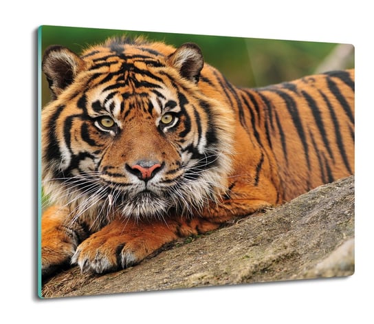 szklana osłona kuchenna Tygrys bengalski 60x52, ArtprintCave ArtPrintCave