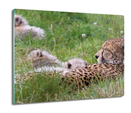 szklana osłona na indukcję druk Gepard trawa 60x52, ArtprintCave ArtPrintCave