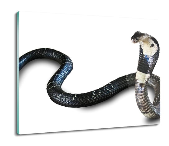 szklana osłona na płytę indukcyjną Wąż kobra 60x52, ArtprintCave ArtPrintCave