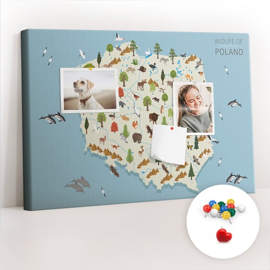 Szkolna Tablica korkowa 60x40 cm, Kolorowe Pinezki, wzór Polska Mapa zwierząt Coloray