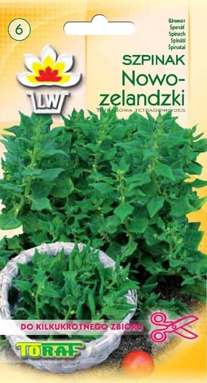Szpinak Nowozelandzki Tetragonia tetragonioides Toraf