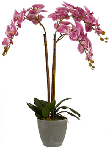 sztuczna orchidea 77 x 50 cm ciemny róż/antracyt TWM