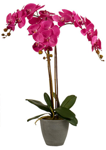 sztuczna orchidea 88 x 60 cm fuksja/antracyt TWM