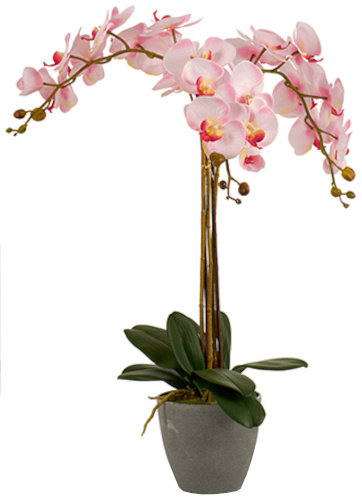 sztuczna orchidea 88 x 60 cm jasnoróżowy/antracytowy TWM