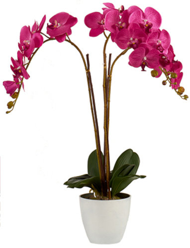 sztuczna orchidea 88x 60 cm fuksja/biała TWM