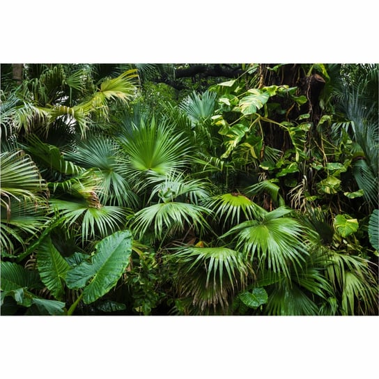 Tapeta palmy w dżungli 50x280 cm fototapeta Inna marka