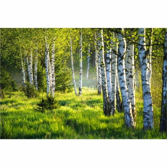 Tapeta wiosenny las brzozowy 50x280 cm fototapeta Inna marka