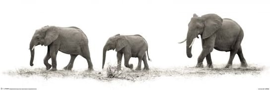 The Elephants - plakat 91,5x30,5 cm Pyramid Posters