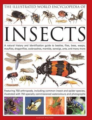 The Illustrated World Encyclopaedia of Insects Walters Martin