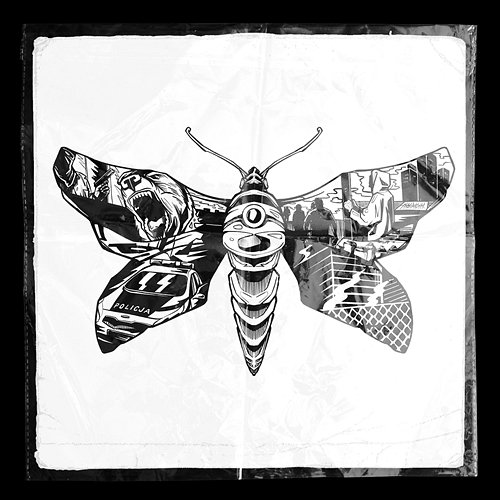 THE MOth Dawid Borysiewicz